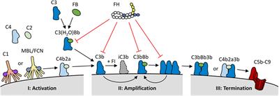 Self-Damage Caused by Dysregulation of the Complement Alternative Pathway: Relevance of the Factor H Protein Family